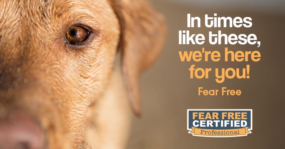 Fear Free Certified Professional — in times like these, we're here for you