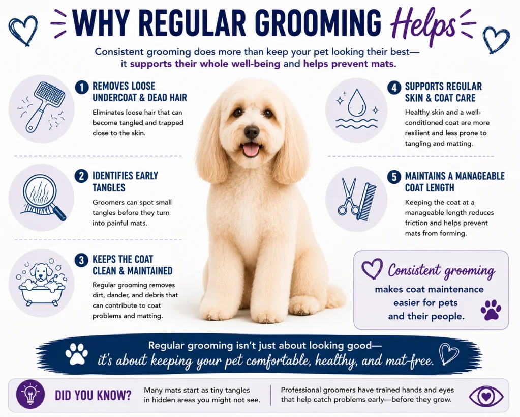 Why regular grooming helps: infographic listing removing loose undercoat, identifying early tangles, keeping the coat clean, supporting skin care and maintaining coat length.
