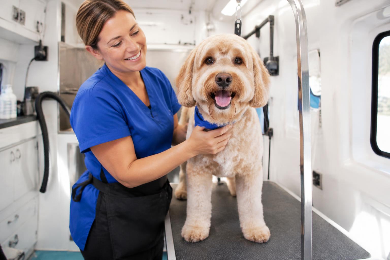Happy doodle with a fresh short haircut standing on the grooming table beside a smiling groomer in a mobile salon.