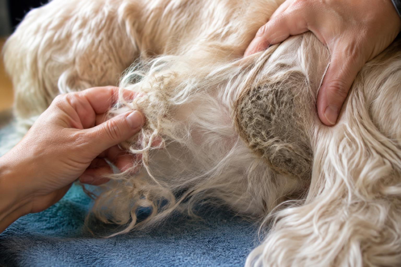 Groomer's hands parting a cream dog coat to compare a loose tangle with a tight mat near the skin.